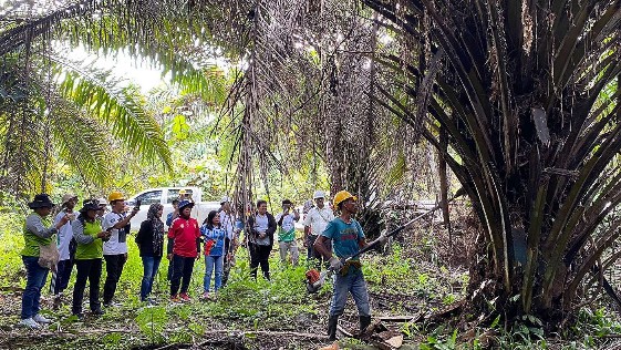 Kadis Tanaman Pangan, Hortikultura, dan Perkebunan, Alice Wanma didampingin Senior Manager sekaligus Pimpinan Perkebunan PT KBV Meidy Tilaar saat meninjau lokasi sawit. Foto: Faris/Papua60detik