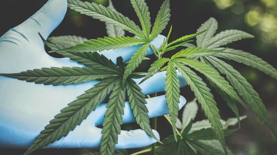 Ilustrasi ganja. Foto: Aphiwat Chuangchoem - pexels.com