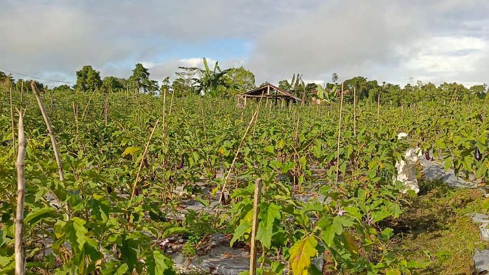 timika-hujan-terus-banyak-petani-gagal-panen