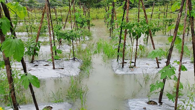 kebanjiran-petani-sayur-naena-muktipura-merugi-ratusan-juta