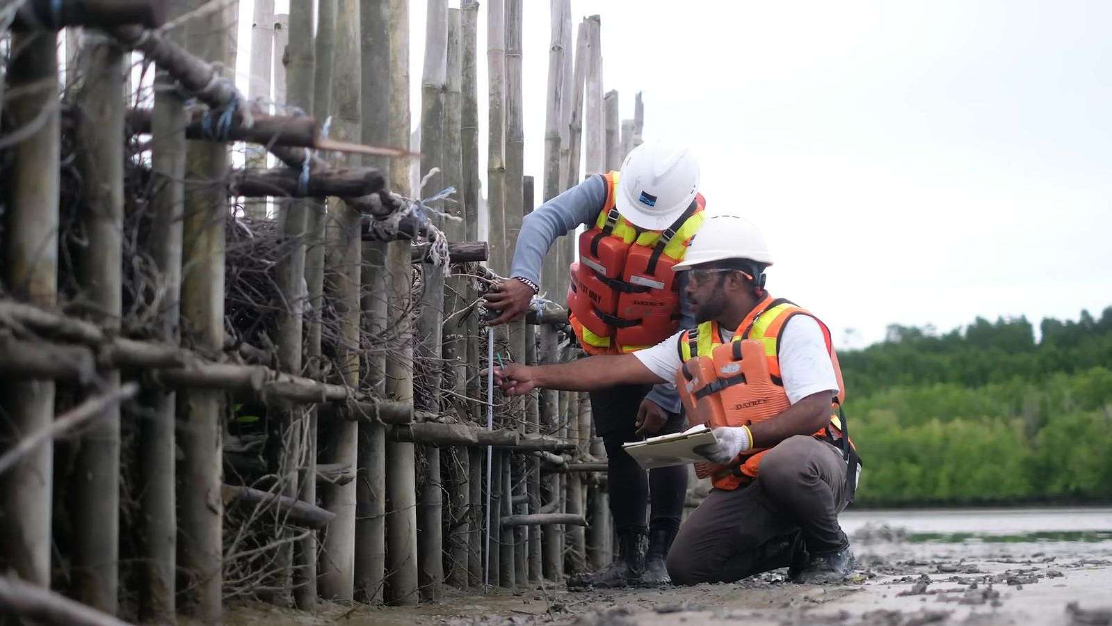 estuary-structure-upaya-pt-freeport-percepat-restorasi-ekosistem-mangrove-di-pesisir-mimika