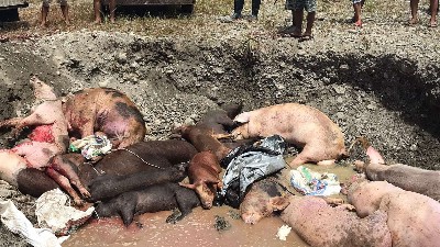 akibat-asf-populasi-babi-di-mimika-sudah-nyaris-habis