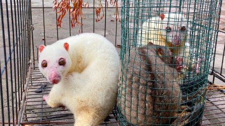 barantin-gagalkan-penyelundupan-5-ekor-satwa-dilindungi