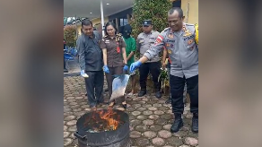 polisi-musnahkan-ratusan-gram-sinte-tersangka-diancam-20-tahun-penjara