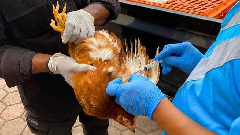 pejabat-karantina-ambil-sampel-darah-ayam-sebelum-dikirim-ke-asmat