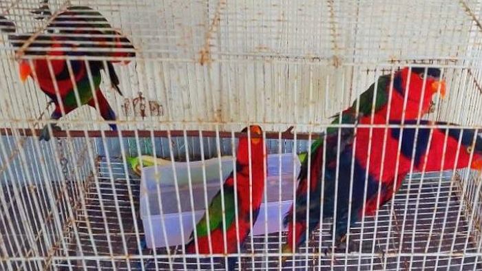 Lima ekor burung nuri kepala hitam yang disita Tim Karantina Papua Tengah. Foto; Istimewa