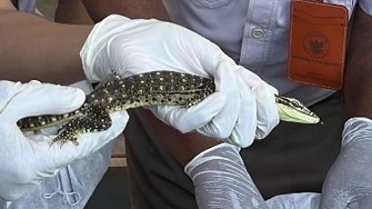 barantin-gagalkan-penyelundupan-ratusan-satwa-dilindungi-di-bandara-mopah-merauke