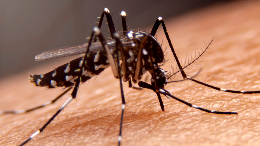 temuan-kasus-malaria-di-puskesmas-timika-turun