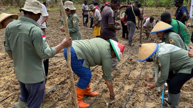 Dinas Pertanian, Tanaman Pangan, Hortikultura, dan Perkebunan Kabupaten Mimika, Ikut  Penanaman Serentak Agroforestri Pangan Se Indonesia, Selasa (4/2/2025) Foto: Faris/ Papua60detik