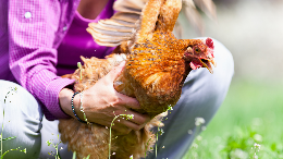 ngaku-buat-kebutuhan-hidup-glen-curi-ratusan-ekor-ayam