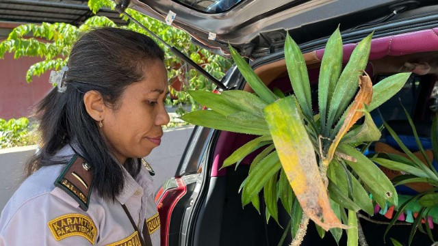 tiga-bulan-terakhir-ribuan-batang-tanaman-hias-mimika-dikirim-ke-luar