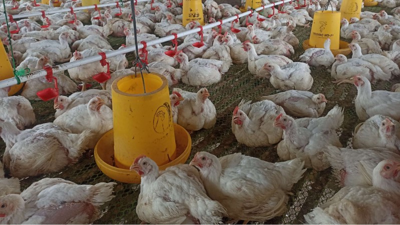 Bumdes Ayam Pedaging Kampung Naena Muktipura SP6 Distrik Iwaka, Kabupaten Mimika. Foto: Eka/ Papua60detik