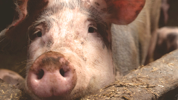 teror-kepala-babi-ke-jurnalis-tempo-serangan-berbahaya-terhadap-kemerdekaan-pers