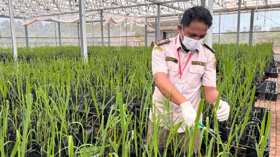 monitoring-terakhir-bibit-tebu-cahyono-pengasingan-pengamatan-sesuai-prosedur