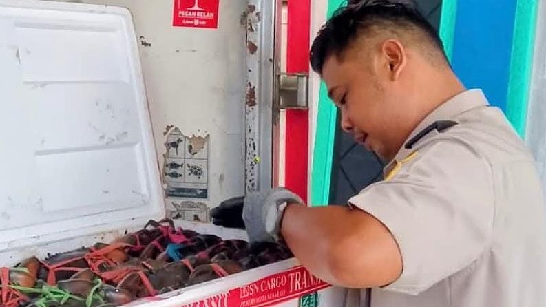 karaka-asal-timika-penuhi-permintaan-pasar-dalam-negeri