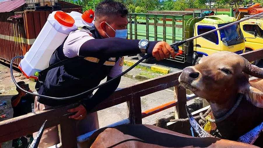 didatangkan-untuk-kurban-petugas-karantina-periksa-puluhan-sapi-dari-tual