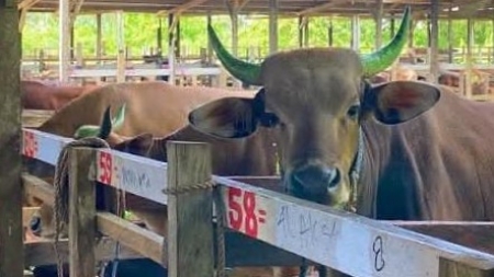 barantin-perketat-pengawasan-masuknya-hewan-kurban-ke-timika