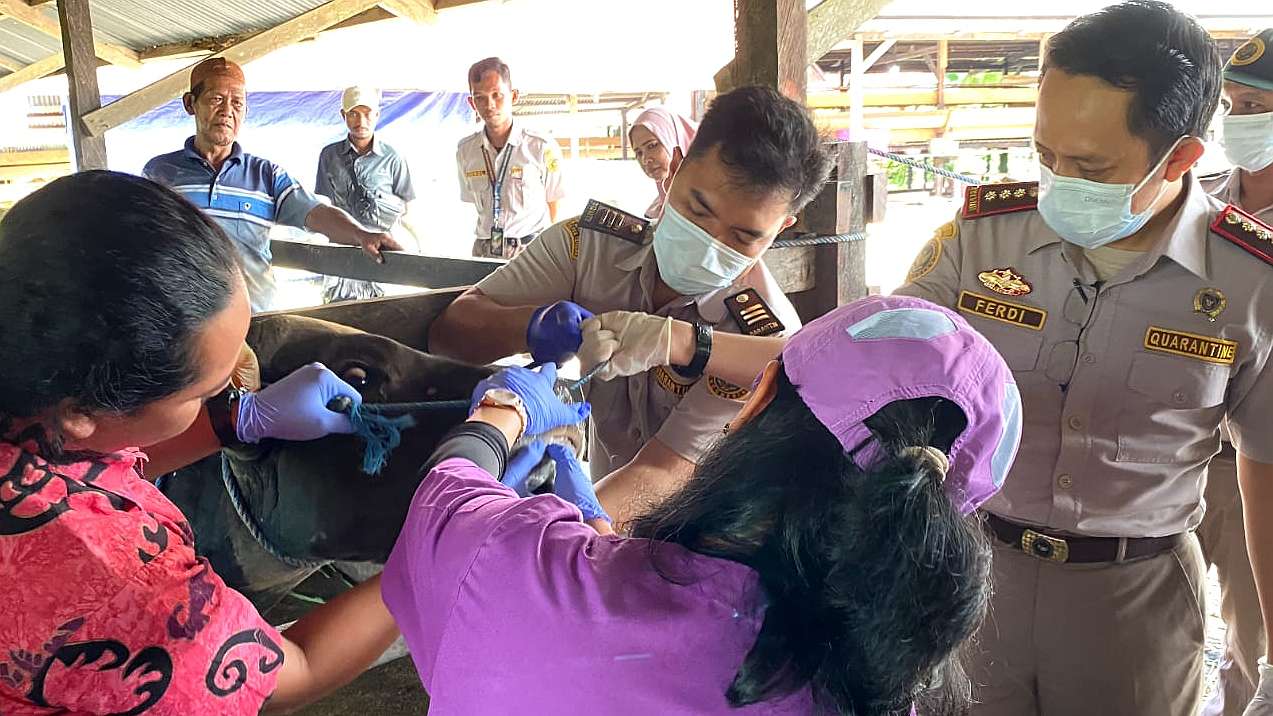 barantin-periksa-316-sapi-dan-137-ekor-kambing-jelang-idul-adha