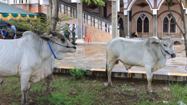 pemprov-papua-selatan-salurkan-44-ekor-sapi-kurban-jelang-idul-adha-1446-h