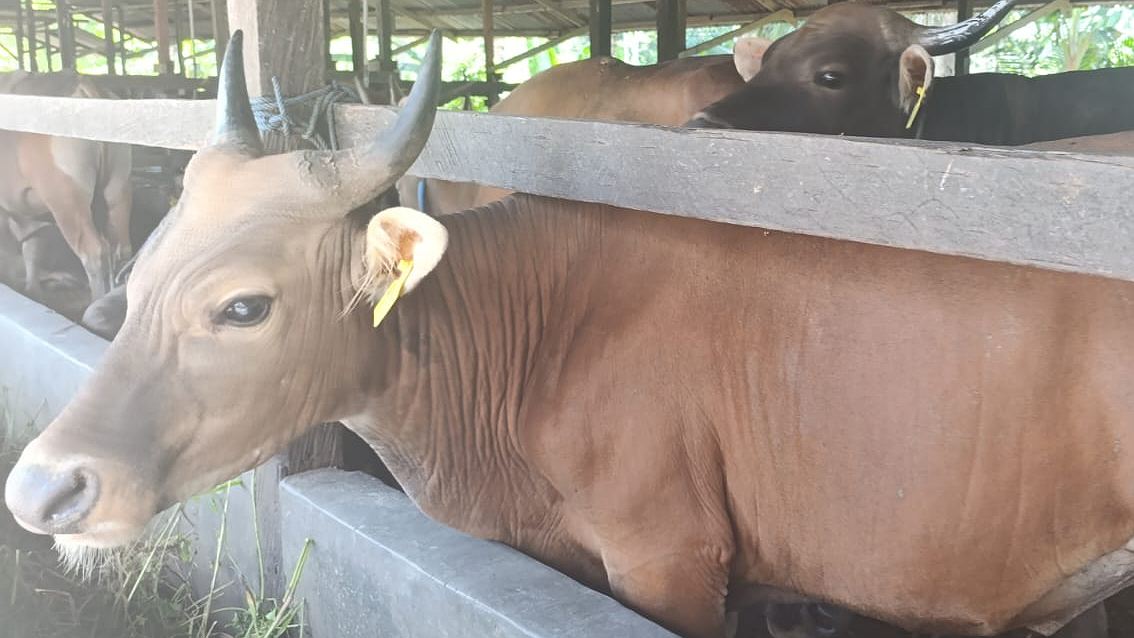 Kandang ternak sapi Ahmad Sawin, foto; Martha/ Papua60detik