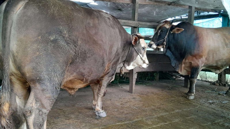 dibeli-dari-peternak-merauke-ini-wujud-sapi-super-prabowo-subianto-untuk-idul-kurban