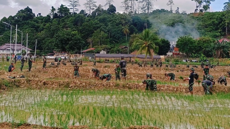 korem-173pvb-nabire-gelar-penanaman-padi