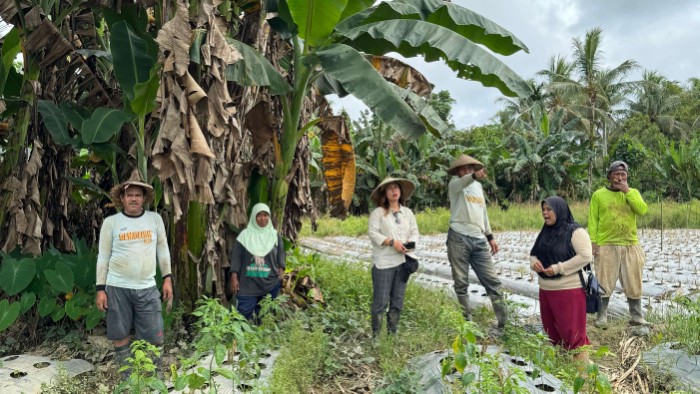 petani-cabai-dan-jagung-di-mimika-timur-gigit-jari-panen-gagal-akibat-banjir