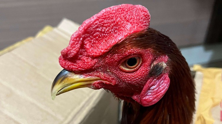 4-ekor-ayam-ditolak-masuk-papua-selatan