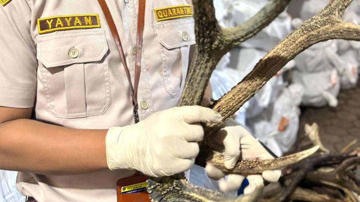 barantin-papua-selatan-sertifikasi-3-ton-tanduk-rusa-timor-siap-kirim-ke-surabaya