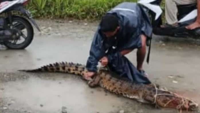 buaya-masuk-area-pertanian-warga-di-sp4