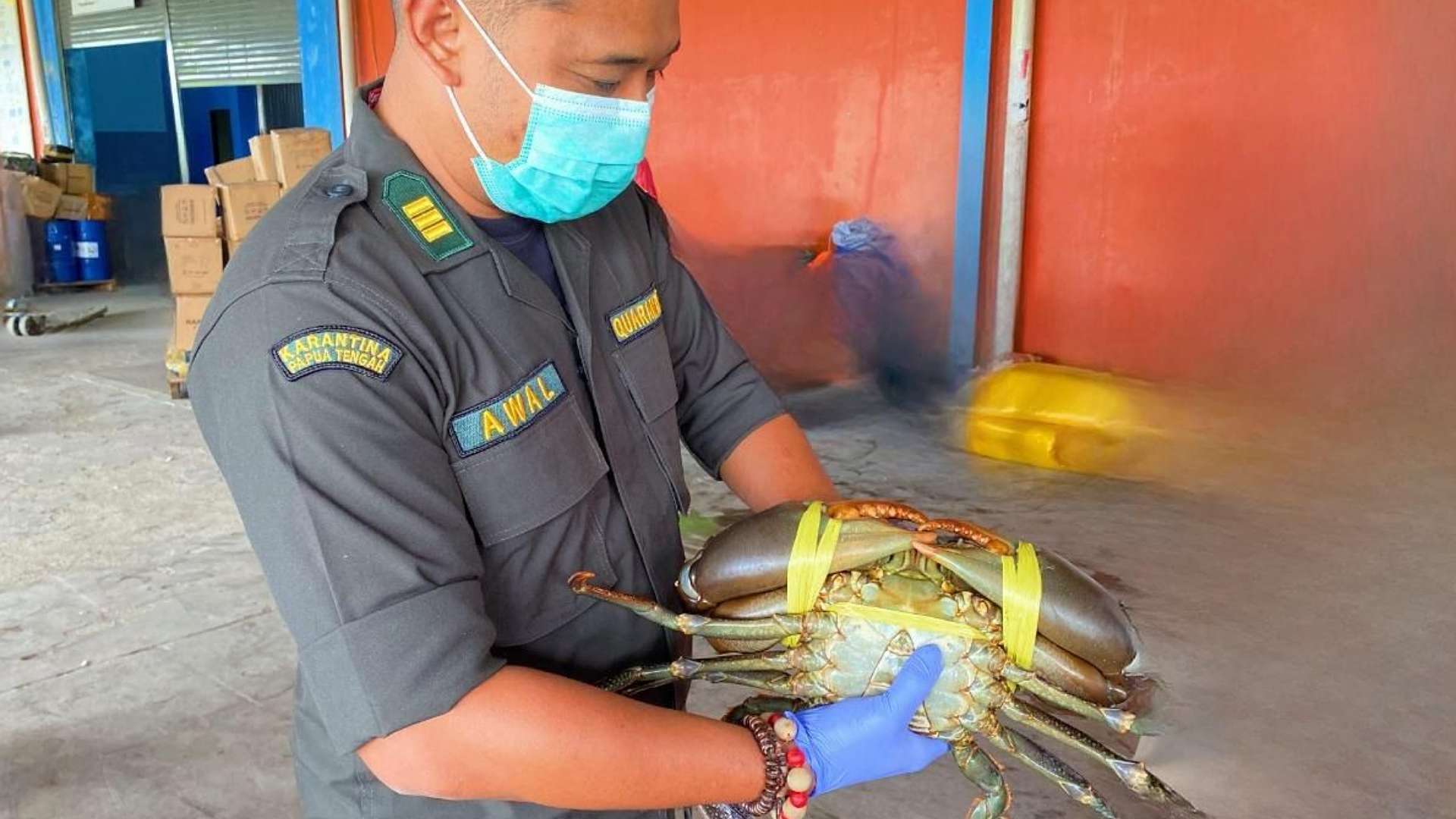 karantina-papua-tengah-periksa-2580-kepiting-hidup-sebelum-dikirim-ke-singapura