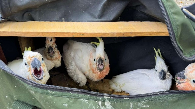 karantina-timika-gagalkan-penyeludupan-sembilan-burung-kakaktua-jambul-kuning