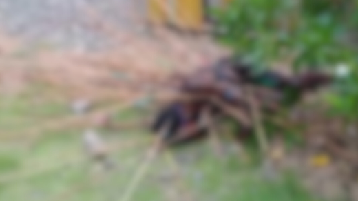 Korban konflik Kwamki Narama dipenuhi anak panah di sekujur tubuhnya. Foto: Istimewa