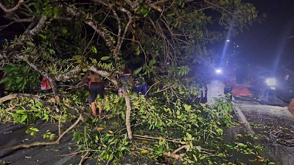 Pohon tumbang di jalan padat karya Sanoba bawah Kodam kompleks daerah menawi. Foto : Elia Douw/Papua60detik