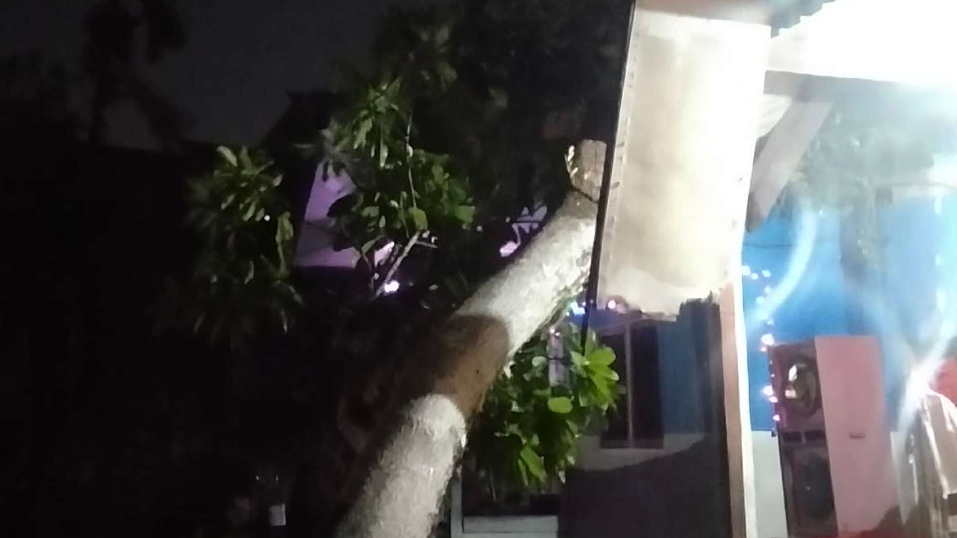 Pohon tumbang menimpa rumah warga di Nabire. Foto: Yulian For Papua60detik