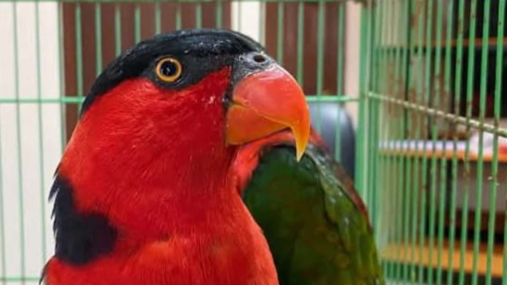 karantina-papua-tengah-gagalkan-penyelundupan-satwa-di-bandara-timika