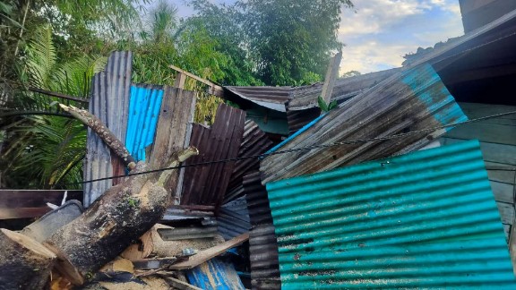 Sejumlah pohon tumbang akibat angin kencang di Timika pada Kamis 29 Januari 2026. Foto: Istimewa