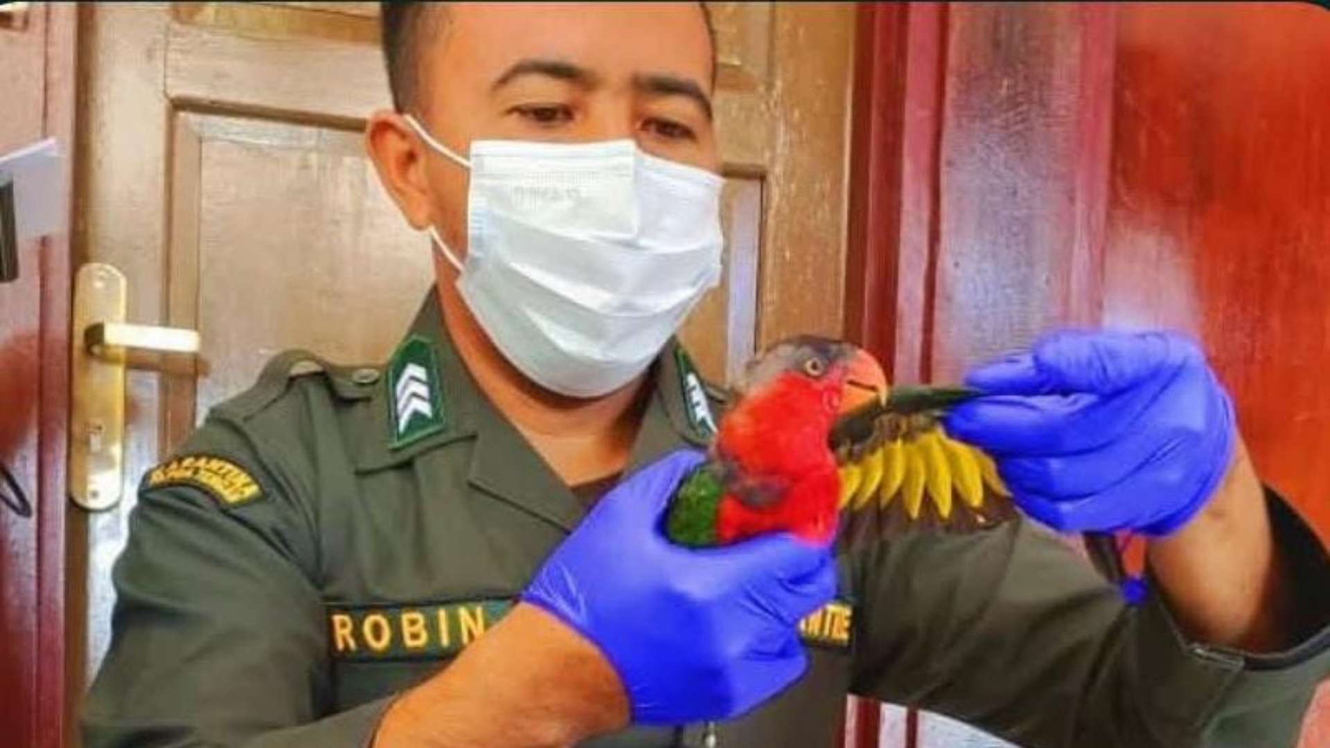 Karantina Papua Tengah Gagalkan Penyelundupan Ekor Nuri Kepala Hitam di Pelabuhan Samabusa