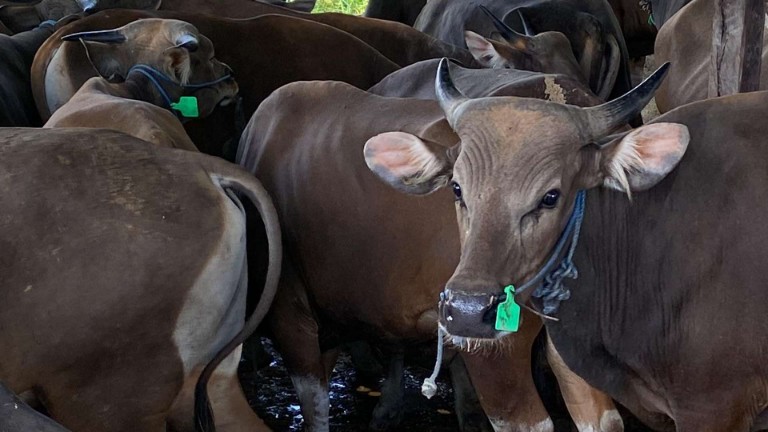 Karantina Papua Tengah sedang melakukan pengecekan Kesehatan kelayakan hewan kurban, foto: Istimewa