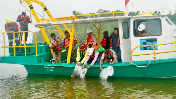 PT Freeport Lepas Ribuan Bibit Baramundi dan Kepiting Bakau di Muara Tipuka
