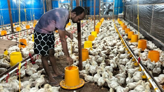 po-diputus-puluhan-peternak-lokal-ayam-broiler-timika-terancam-gulung-tikar