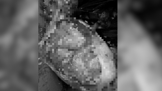 Bayi di dalam kantong plastik bening yang ditemukan petugas DLH Mimika. Foto: istimewa