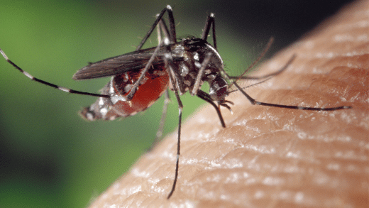 Ilustrasi nyamuk malaria Foto: Generated by Canva