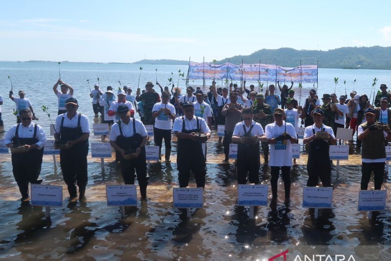 Freeport Rehabilitasi 484 Hektar Mangrove di NTB