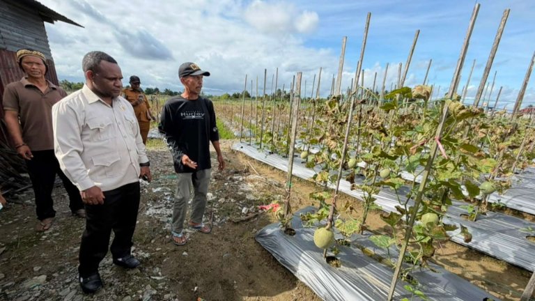 Ketua Komisi IV DPRK Mimika, Elinus Mom saat mengunjungi petani di SP 4 Kelurahan Wonosari Jaya, Distrik Wania, Mimika, Papua Tengah, Selasa (14/7/2026). Foto: Joe Situmorang/Papua60Detik