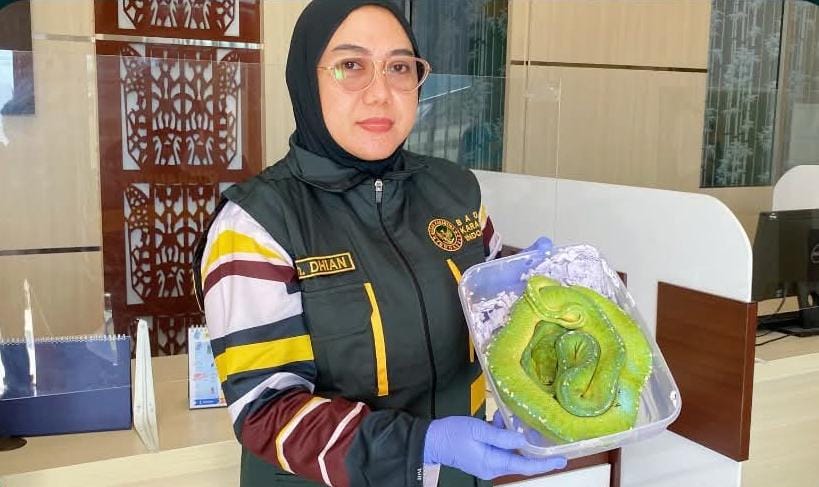 Petugas karantina gagalkan penyeludupan Sanca Hijau di Bandara Mozes Kilangin Timika. Foto: Karantina Timika