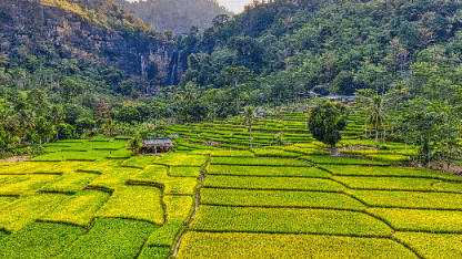 kementan-anggarkan-rp245-miliar-cetak-sawah-di-jayawijaya