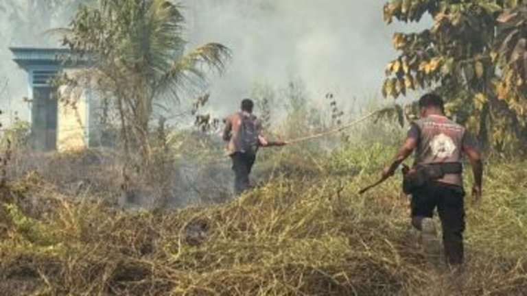 Data BNPB: Karhutla di Nabire Hanguskan 396 Hektare Lahan