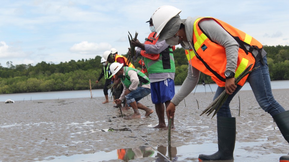 sejak-2004-pt-freeport-tanami-mangrove-daratan-sedimentasi-tailing