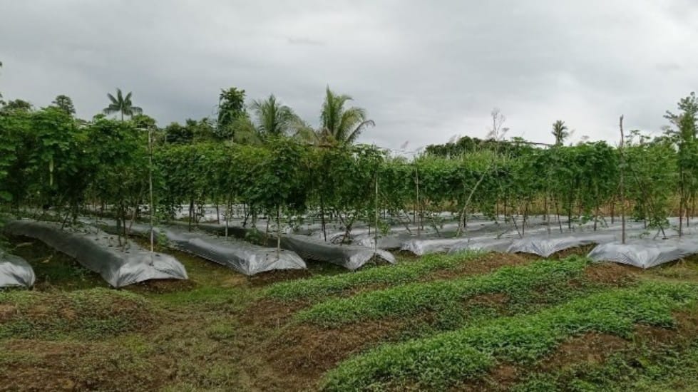timika-jadi-penyangga-pangan-buat-daerah-lain-tapi-petani-tak-dilihat